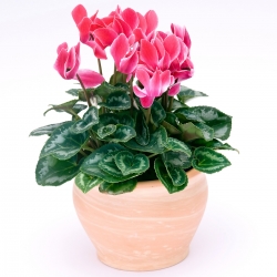 Livraison fleurs de « Cyclamen »